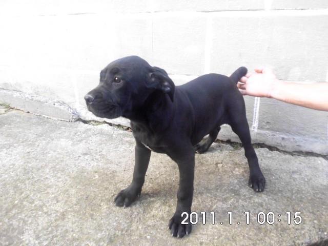 Cane-Corso-stenci