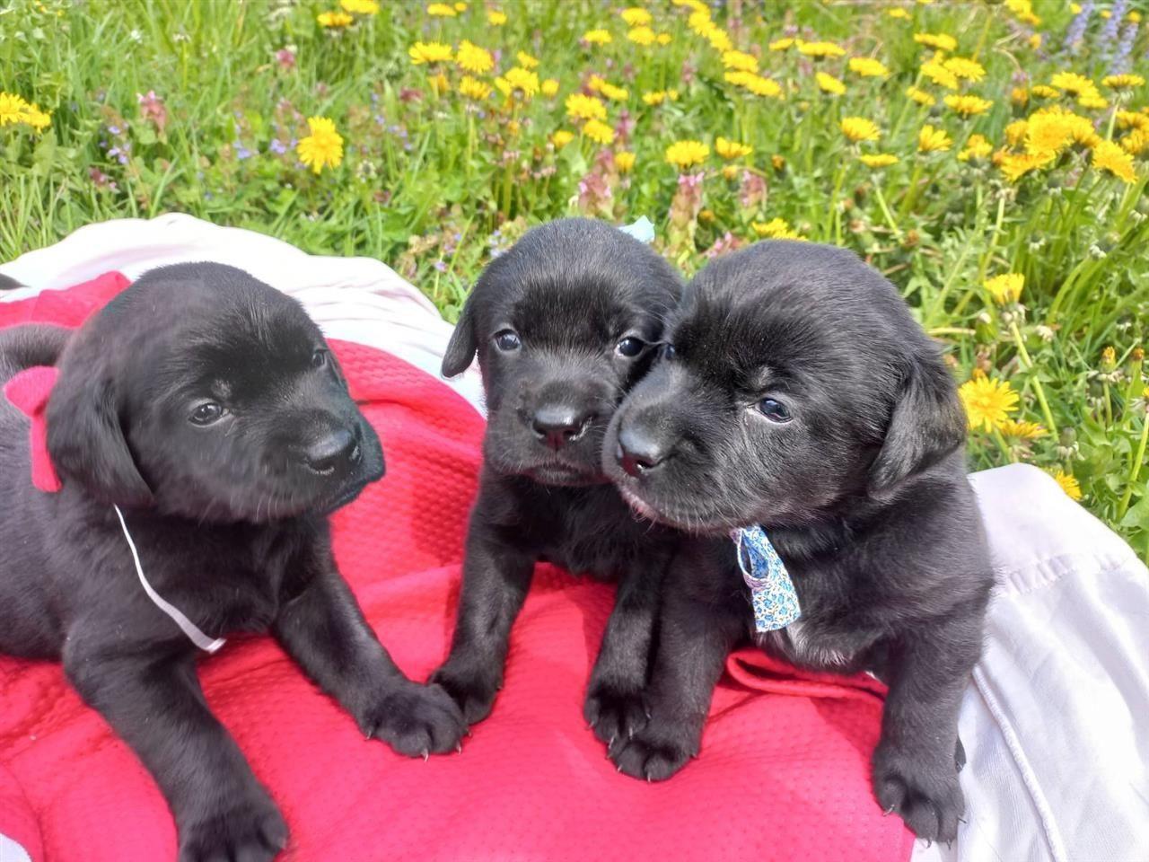 Labrador-Retriver