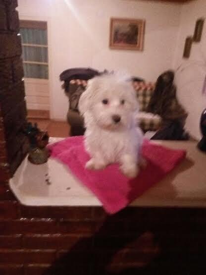 Maltezer-
