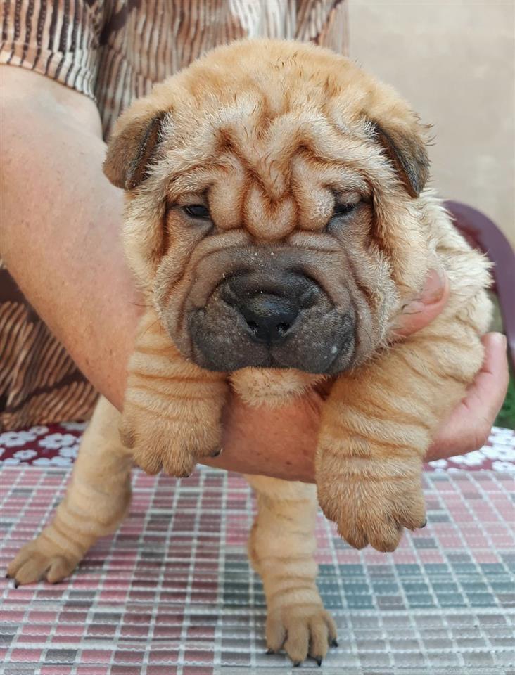Shar-Pei-štenci-