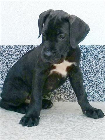 Cane-Corso-Stenad-Povoljno