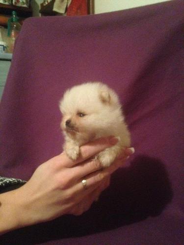 Pomeranac zenkica