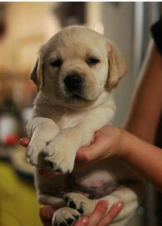 Labrador-retvirer