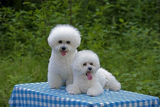 Bichon-frise