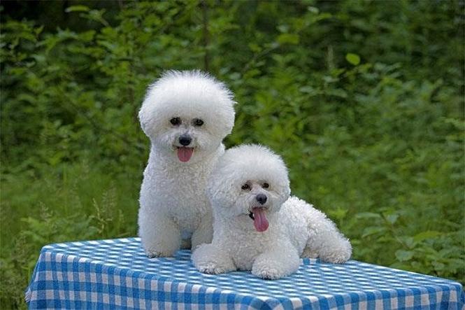 Bichon frise