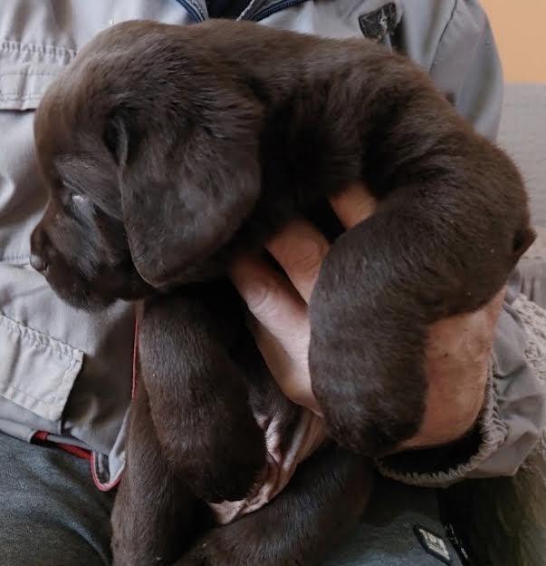 Čokoladni-Labrador-štenci
