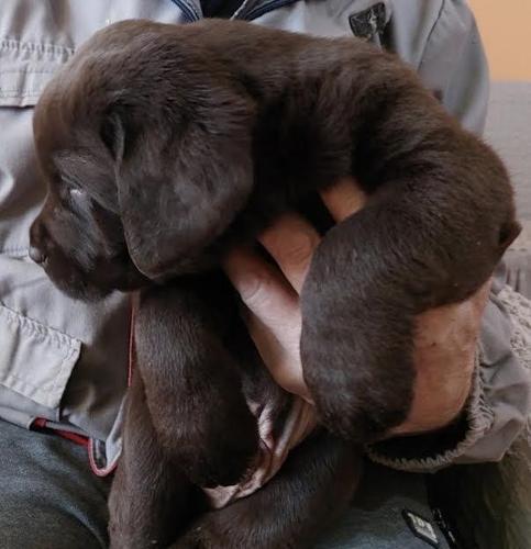 Čokoladni Labrador štenci