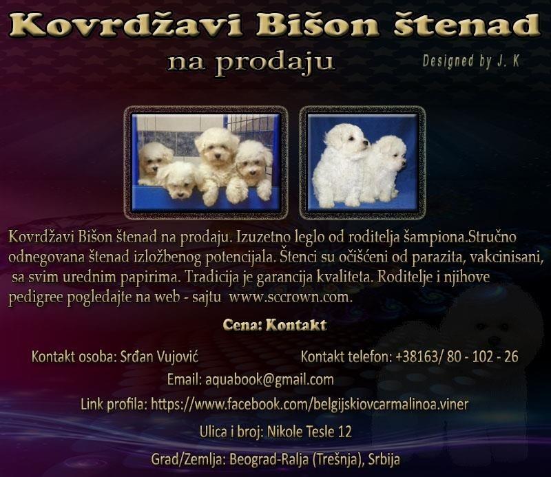 Kovrdžavi-Bišon-štenad-na-prodaju