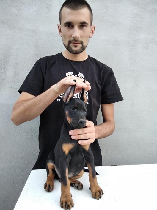 Doberman-stenci