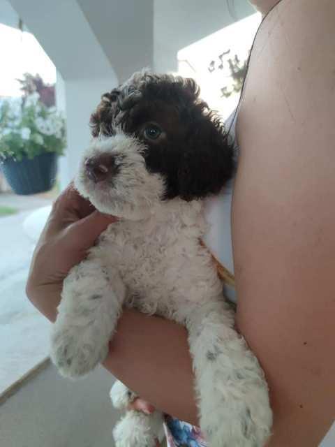 Lagotto-Romagnolo--stenad