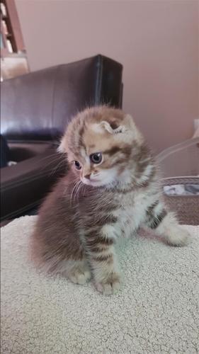 Scottish fold mace