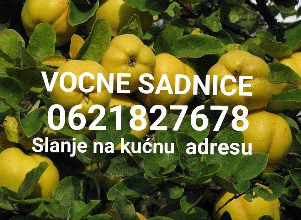 Vocne-sadnice
