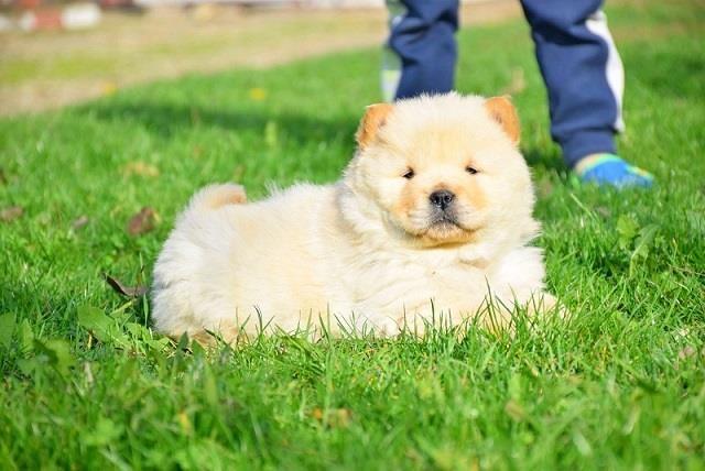 Chow chow cau cau stenad
