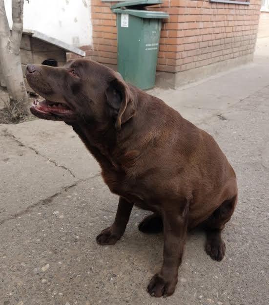 Čokoladni-Labrador-štenci