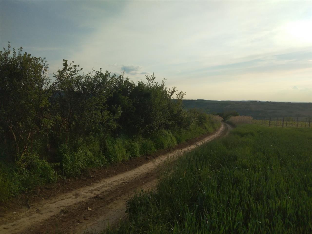 Čerević