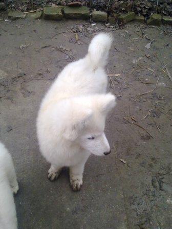 Samojed - ženka