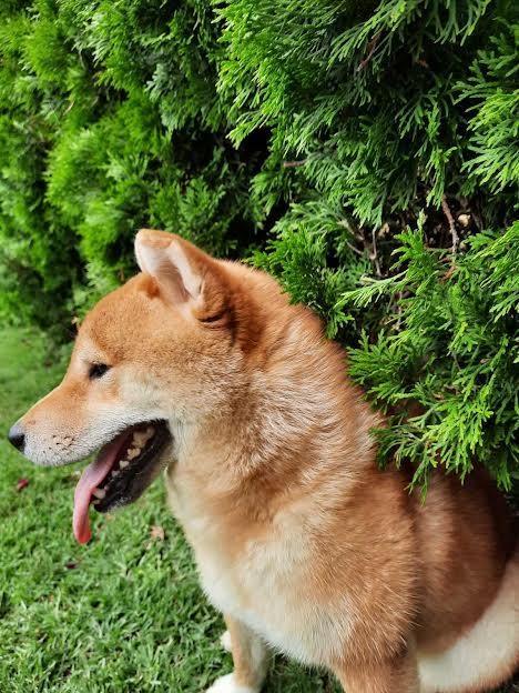 Shiba-Inu-stenci-