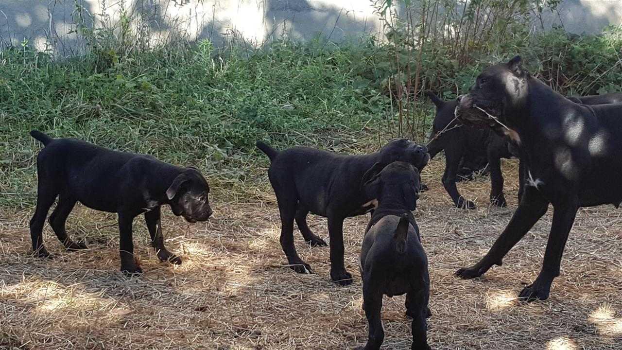 Cane-corso-stenci