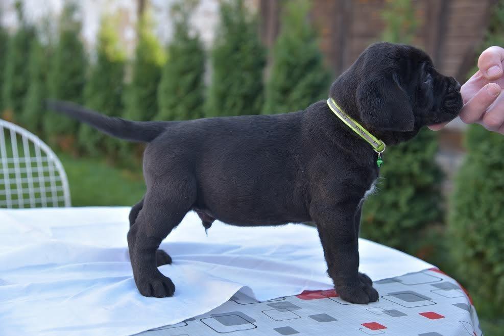 Stenci-CANE-CORSO