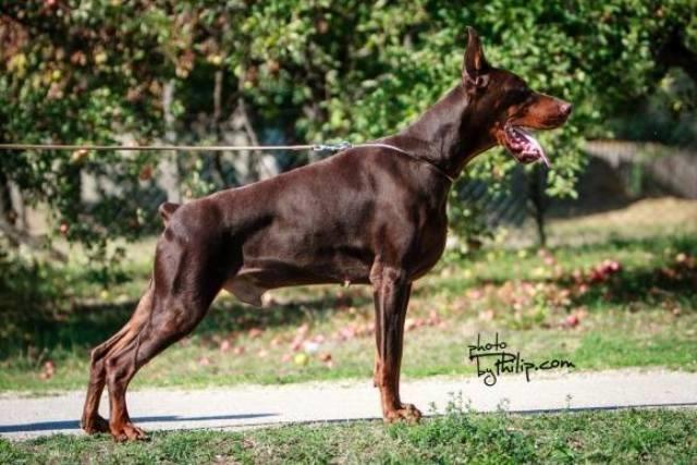 Doberman-stenad-sampionskih-roditelja
