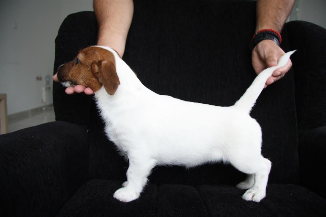 Jack-Russell-Terier