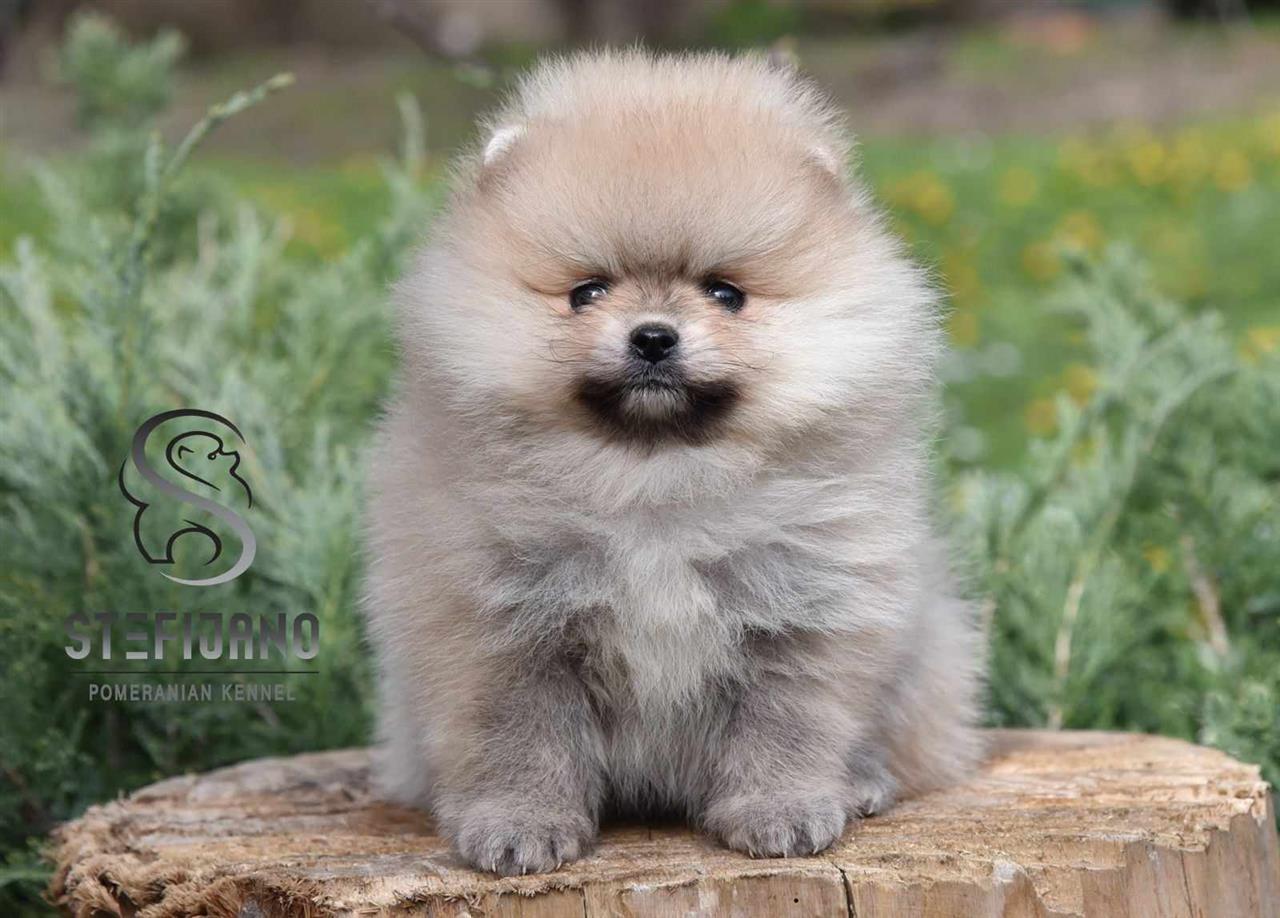 Pomeranac-Boo-