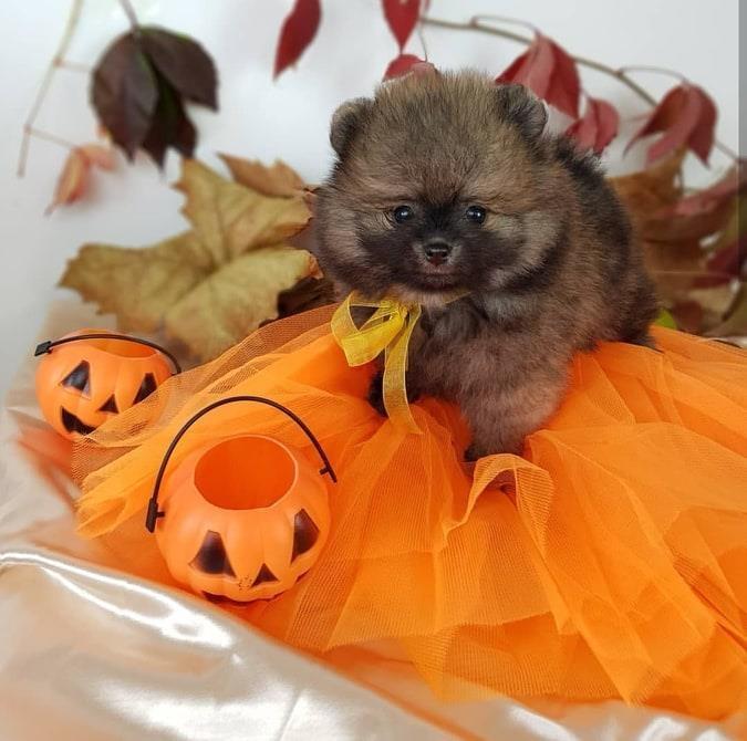 Mini-Pomeranian