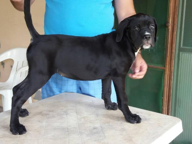 Cane-Corso---RASPRODAJA