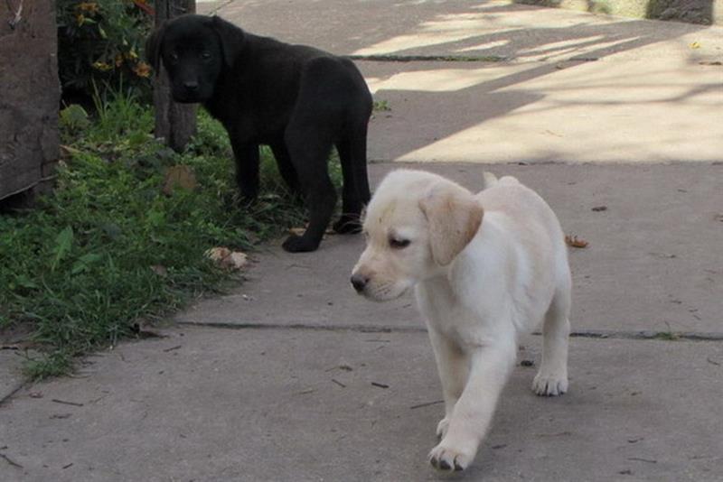 Labrador-retriver-stenad