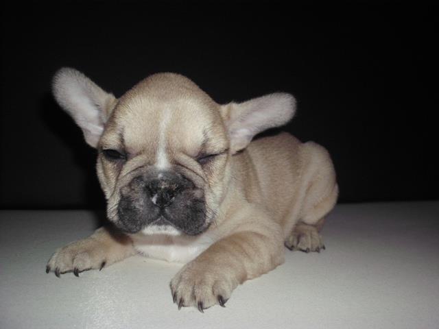 Francuski-buldog--stenad