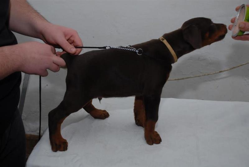 Doberman-štenci