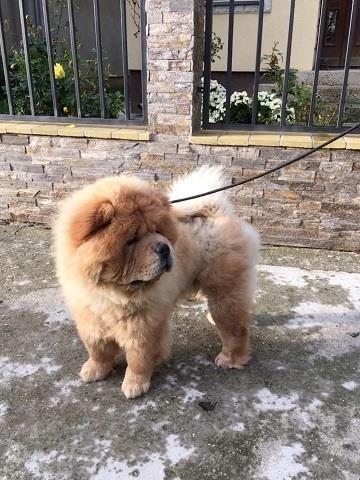 Chow-chow-cau-cau--
