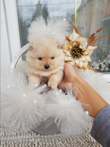 Pomeranac 