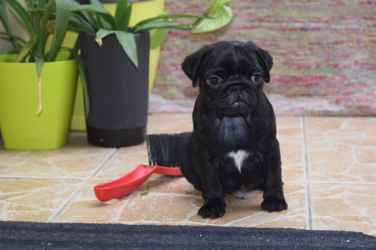 Mops-štenci-na-prodaju