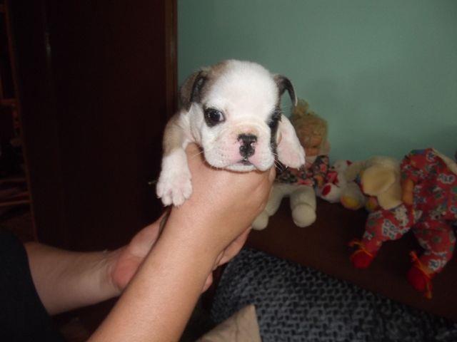 Engleski bulldog
