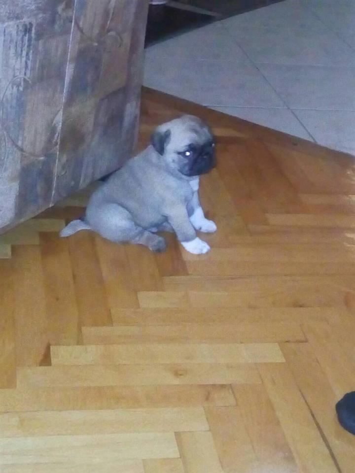 Mops-stenci