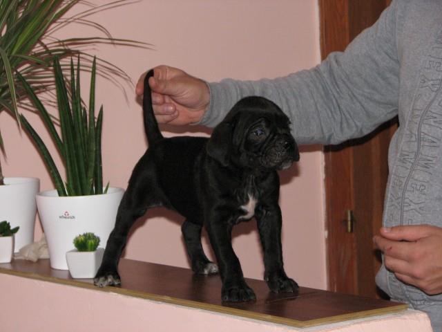 Cane-corso-stenci