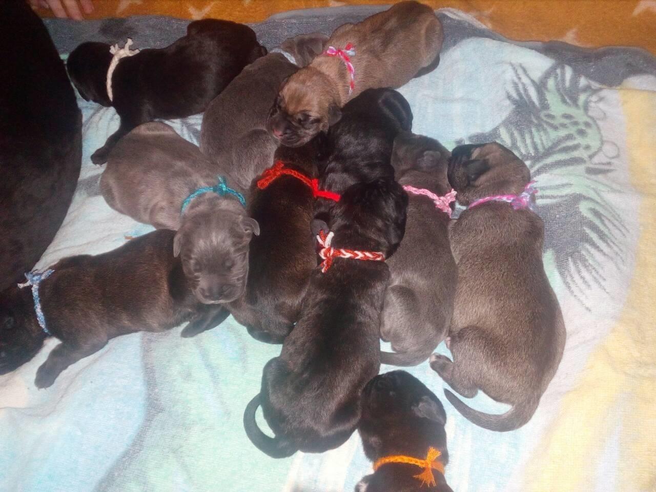 Stenci-Cane-Corso