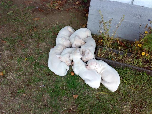 Dogo-Argentino-Stenad