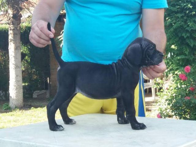 CANE-CORSO-
