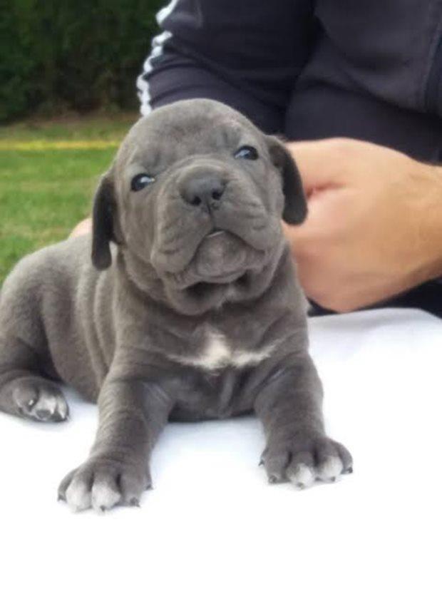 Cane-Corso---muški-štenci