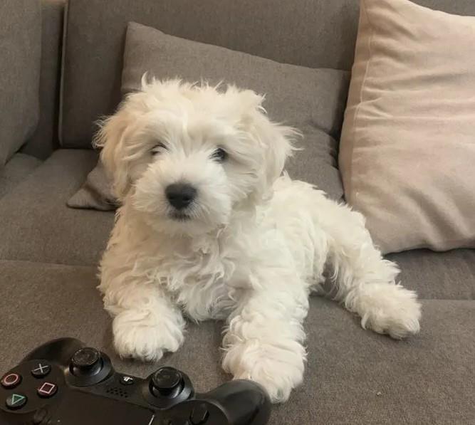 Francuski-buldog-i-Coton-de-tulear-stenci
