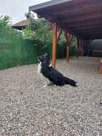 Border-koli-collie-štenci