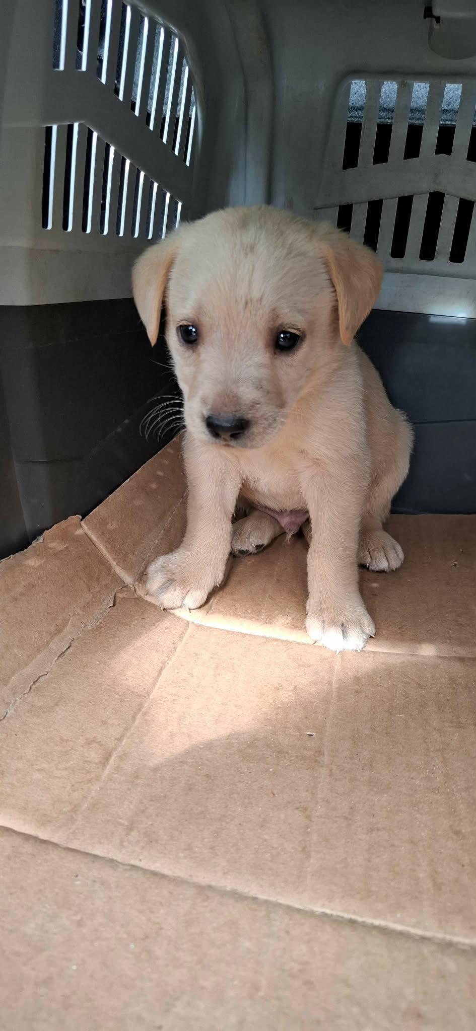 Labrador-retriver