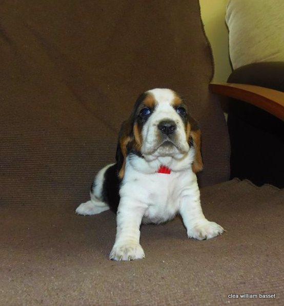 Basset-Hound---baset-stenci