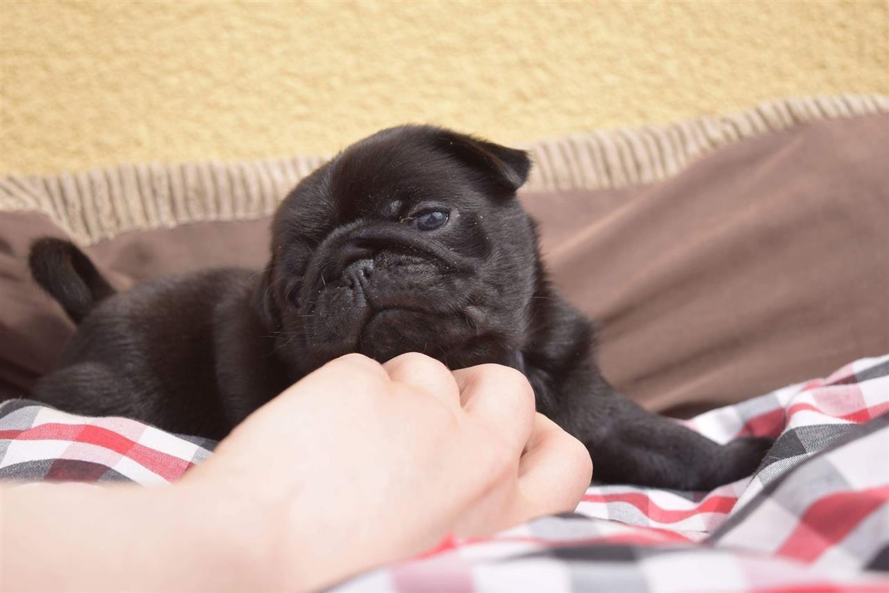 Mops-štenci-na-prodaju