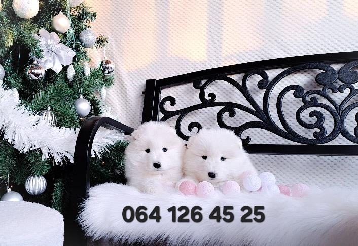 Samojed