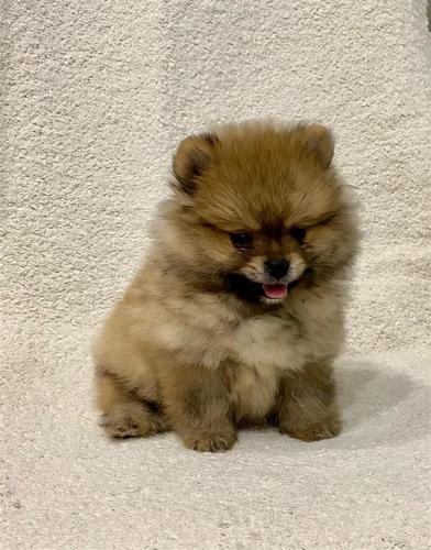 Pomeransko špic Boo, pomeranac 