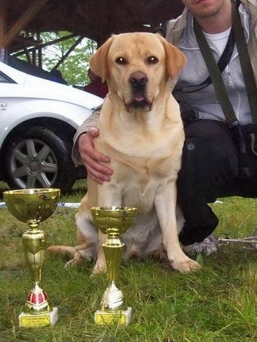labrador retriver stenci