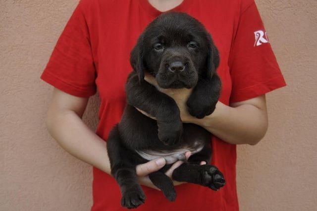 Labrador-Retriver--cokoladni-stenci